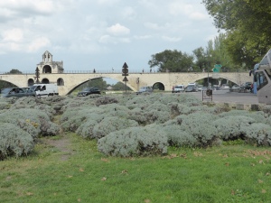Le Pont d"Avignon...and those aren't grey sheep in the foreground...that's all lavender!